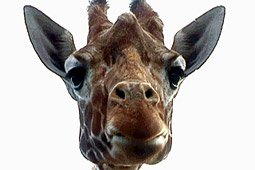 Een close up van een giraffe.