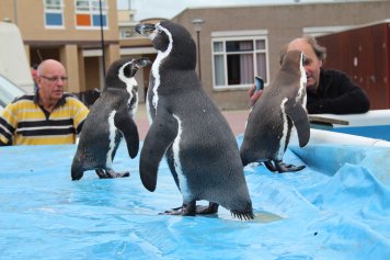 Pinguins